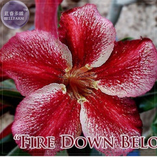 'Fire Down Below' Adenium Desert Rose, 2 Seeds, Professional Pack, big-headed colorful petals