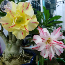 Mixed 'the star' Adenium Desert Rose Seeds, professional pack, 2 Seeds, 4 layers yellow / white petals with red stripe