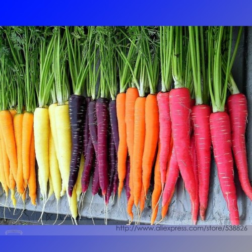 Heirloom Rainbow Yellow White Purple Orange Red Carrot Vegetable Mixed Seeds