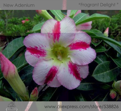 'Fragrant Delight' Adenium Obesum Bangkok kalachuchi Flower Seeds, Professional Pack, 2 Seeds / Pack, Desert Rose Seeds