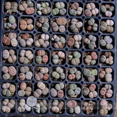 Heirloom Mix Lithops Pseudotruncatella Succulent Plant Seeds, Professional Pack, 100 Seeds / Pack, Perennial Stone Flowers