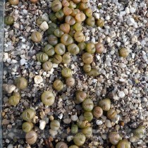 Pebble Plant Mix Cactus Lithops Succulents Living Stones Seeds