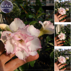 Rare 'shy pink girl' Adenium Desert Rose Seeds
