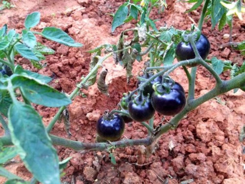 BELLFARM the Most Black Tomato in the world Fruit Seeds