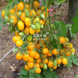 Cherry Tomato 'Yellow Grape' Fruit Seeds