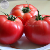 Pink King Tomato Seeds