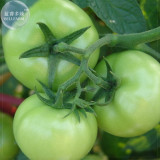 Big Green Tomato Organic Seeds