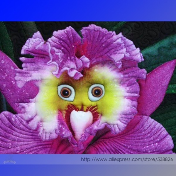 the World's Rarest Baby Face Orchid Perennial Flower Seeds