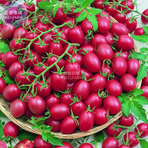 Tomato Cherry 'Rose Red Grape' Fruit Seeds