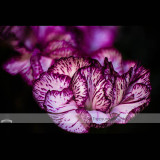 1 Professional Pack, 200 seeds / pack, 23 Types Carnation Seeds Dianthus Caryophyllus Rare Black Blue Colorful Purple