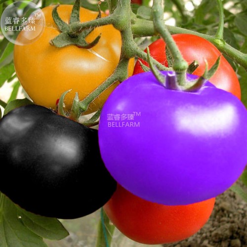 Rainbow / Black Elephant Tomato Seeds