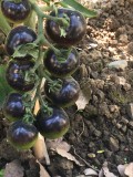 Tomato 'Indigo Rose' Organic Fruit Seeds