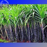 Black Sugar Cane seeds