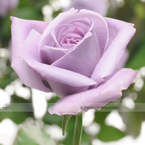 Johnny Light Purple Rose Flower Garden Seeds