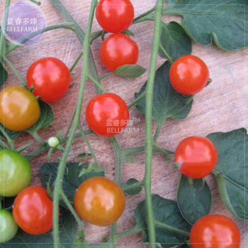 Sweetie Tomato Cherry Fruit Seeds