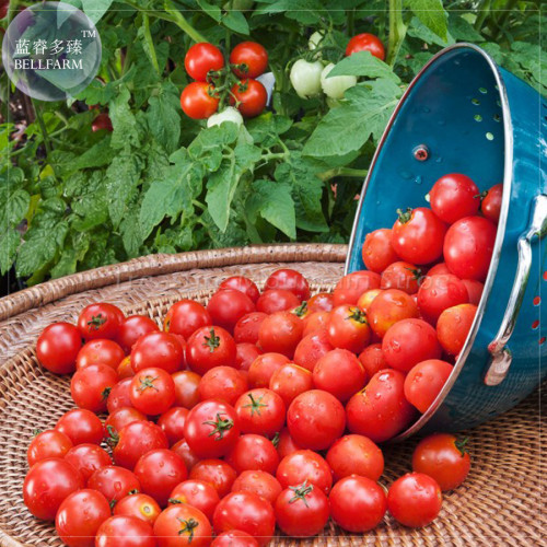 Husky Cherry Red Tomato Seeds