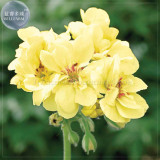 Geranium 'Custard Cream' Yellow Flower Seeds