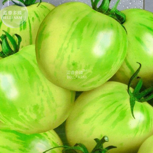 Bright Green White Zebra Tomato Organic Seeds