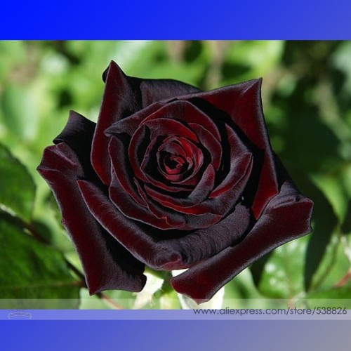Black Baccara Hybrid Rose Shrub Flower Seeds