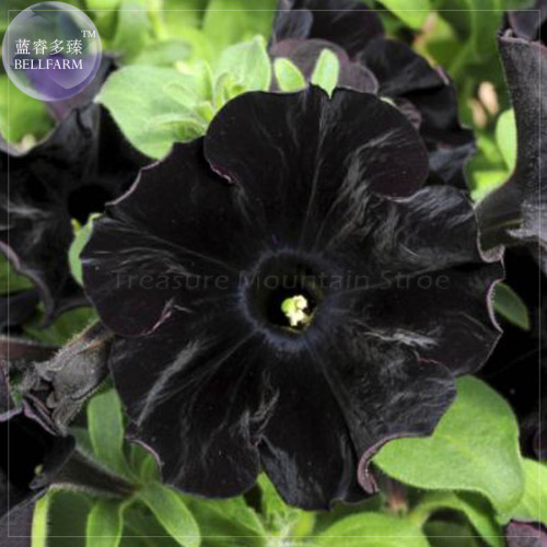 Super Black Cat Petunia Seeds