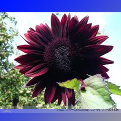 Moulin Rouge Gorgerous Red Ornamental Sunflower Seeds