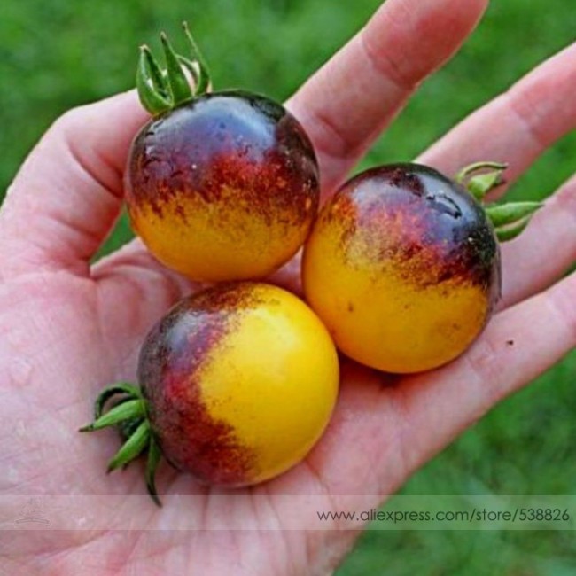 Very Rare Bumble Bee Heirloom Tomato Seeds