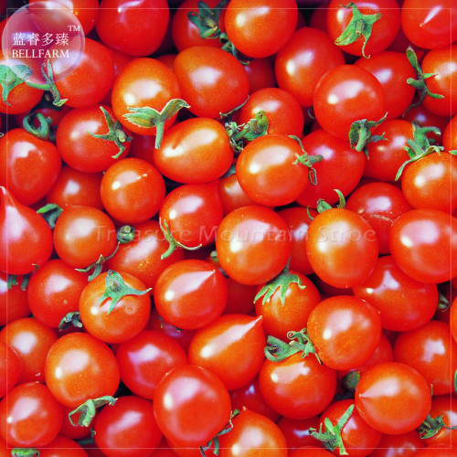 'Piccolo Cherry' Tomato Seeds