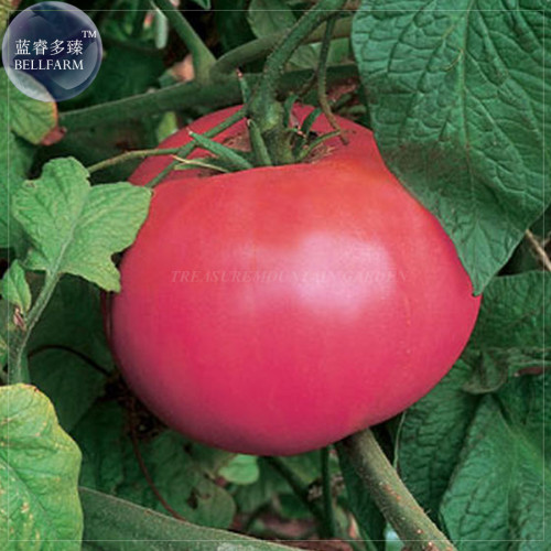 Tomato Brandywine Pink Organic Seeds