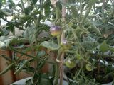 Tomato 'Indigo Rose' Organic Fruit Seeds