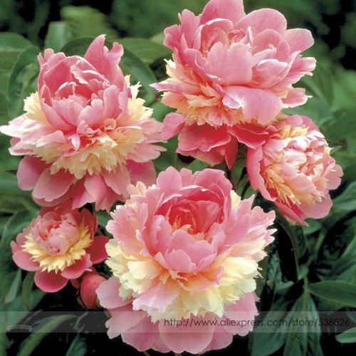 Rare Heirloom Sorbet Robust Colorful Double Blooms Peony Tree Seeds