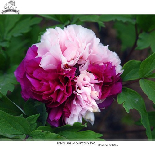 Rare 'Color Face' Dark Red Light Pink Peony Seedling Plant Seeds