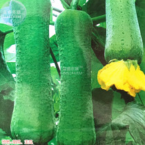 Loofah Luffa Green Fat Vegetable Seeds