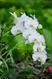 24 Types Perennial Phalaenopsis Orchid Flower Seeds for your choose