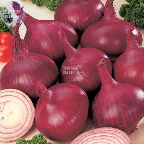 Onion Red Burgundy Organic Vegetable Seeds
