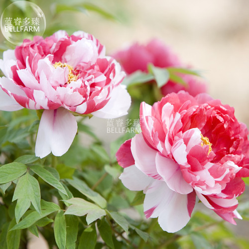 Peony 'Silky Flag' Bi-colored Flower Seeds white red big blooms home garden flowers