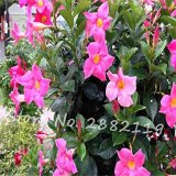 Mandevilla seeds potted balcony DIY home garden planting flowers Beautiful Flower