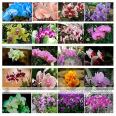 24 Types Perennial Phalaenopsis Orchid Flower Seeds for your choose