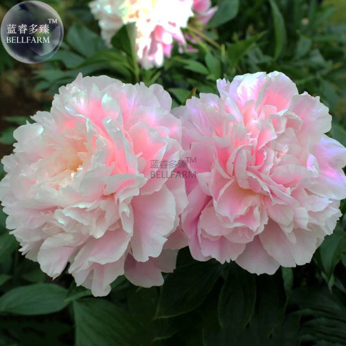 Peony Bright Light Pink Flowering Flower Seeds big blooms home garden light fragrant