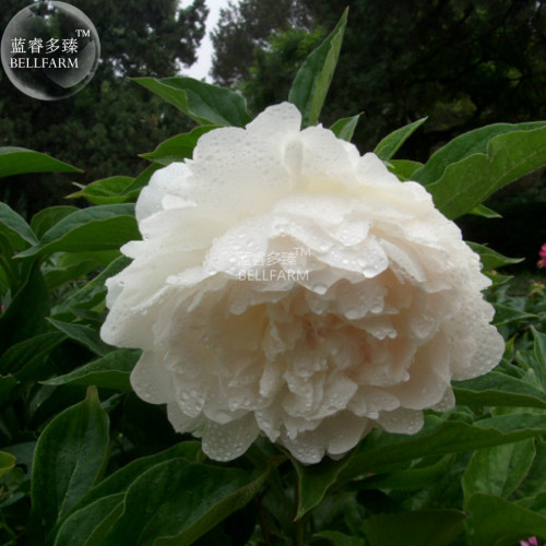 Peony Purely White 'New Brige' Flower Seeds big blooms home garden fragrant