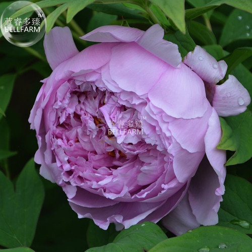 Peony Purple European Rose-typed Flower Seeds  big blooms light fragrant home garden flower