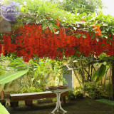 Rare Mucuna Benettii Red Jade Vine Seeds, beautiful woody climbing perennial flowers