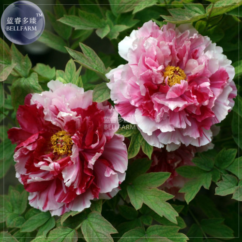 Peony Pink Petals with Dark Red Stripe Perennal Flower Seeds professional pack, big blooms home garden plants