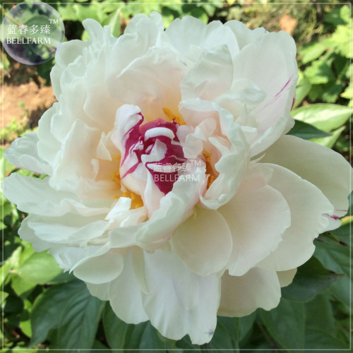 'Yidianhong' Cream White Peony Flowers with Dark Red centre Flower Seeds professional pack, strong fragrant