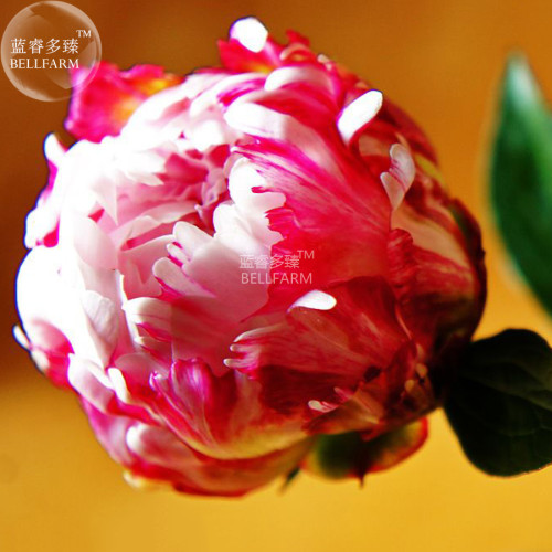 Peony Tulip-typed Ball Shrub Flower Seeds rose red white petals won't open