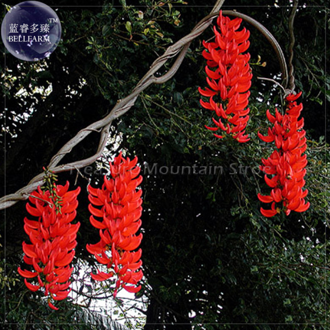Rare Mucuna Benettii Red Jade Vine Seeds, beautiful woody climbing perennial flowers