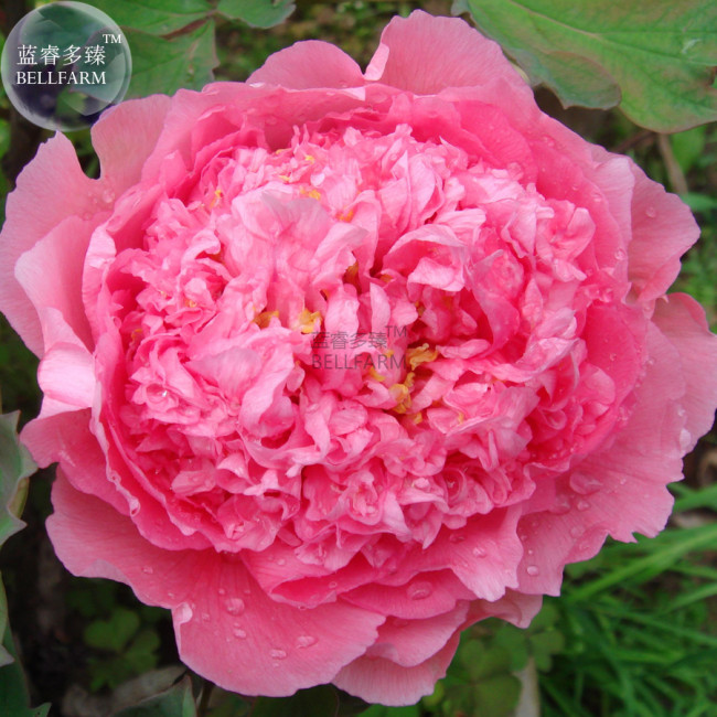 Rose Pink Peony Shrub Flowers Seeds 4-layer outer petals big ball inner centre big blooms flowers BD152H