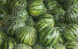 Early-maturing 'landmine' Round Red Organic Watermelon Seeds