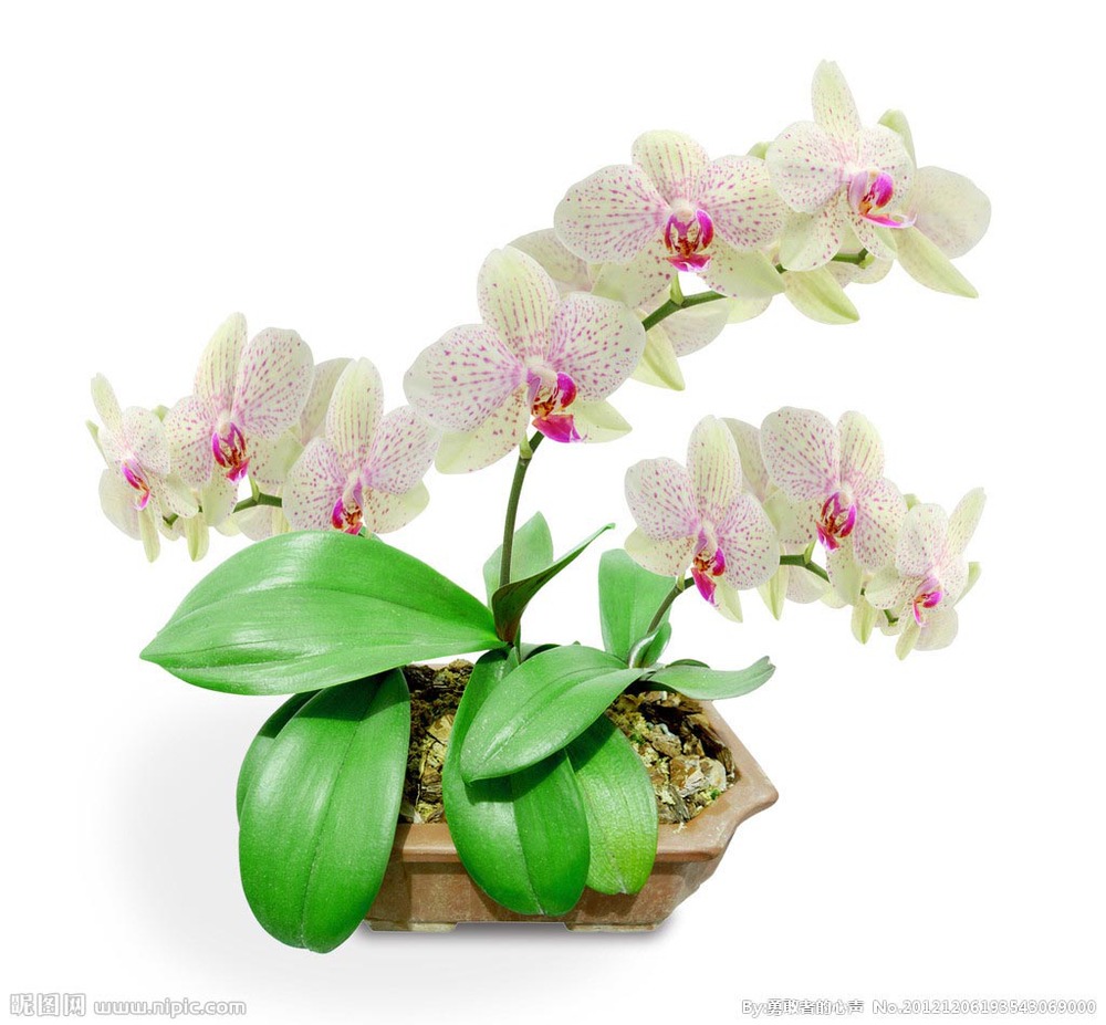 Орхидей купить интернет магазин почтой. Орхидея фаленопсис бабочка. 24 Types perennial Phalaenopsis Orchid Flower. Орхидея фаленопсис шубер. Фаленопсис Phal 1st Mix.