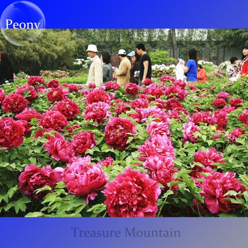 100% Genuine Heirloow Giant Dark Red Peony Double Flowers dazzling super big blooming flowers TS217T