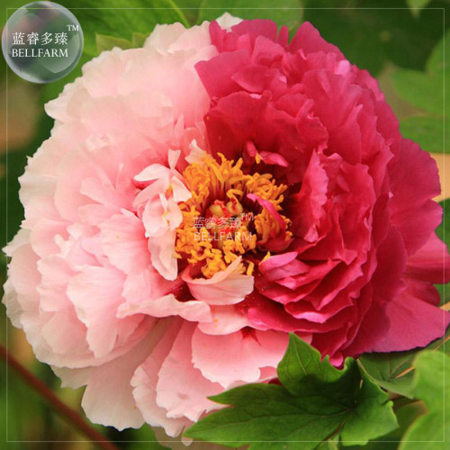 Peony Light Pink & Dark Red Flower Seeds  big blooms double colors rare heirloom perennial flowers